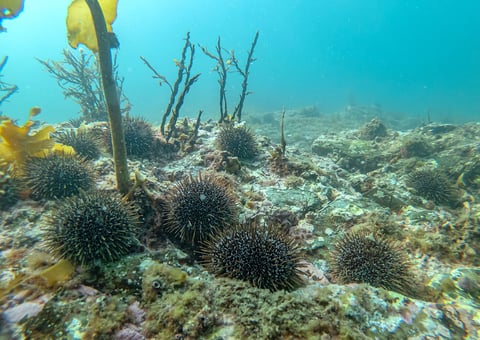 Underwater coral reef with sea urchins and dead coral branches in clear turquoise water