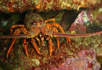 Orange spiny lobster with long antennae on colorful coral reef among algae and rocks