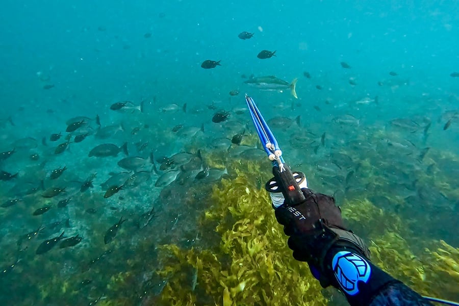 Scuba diver underwater pointing upward surrounded by fish and green seagrass in turquoise water