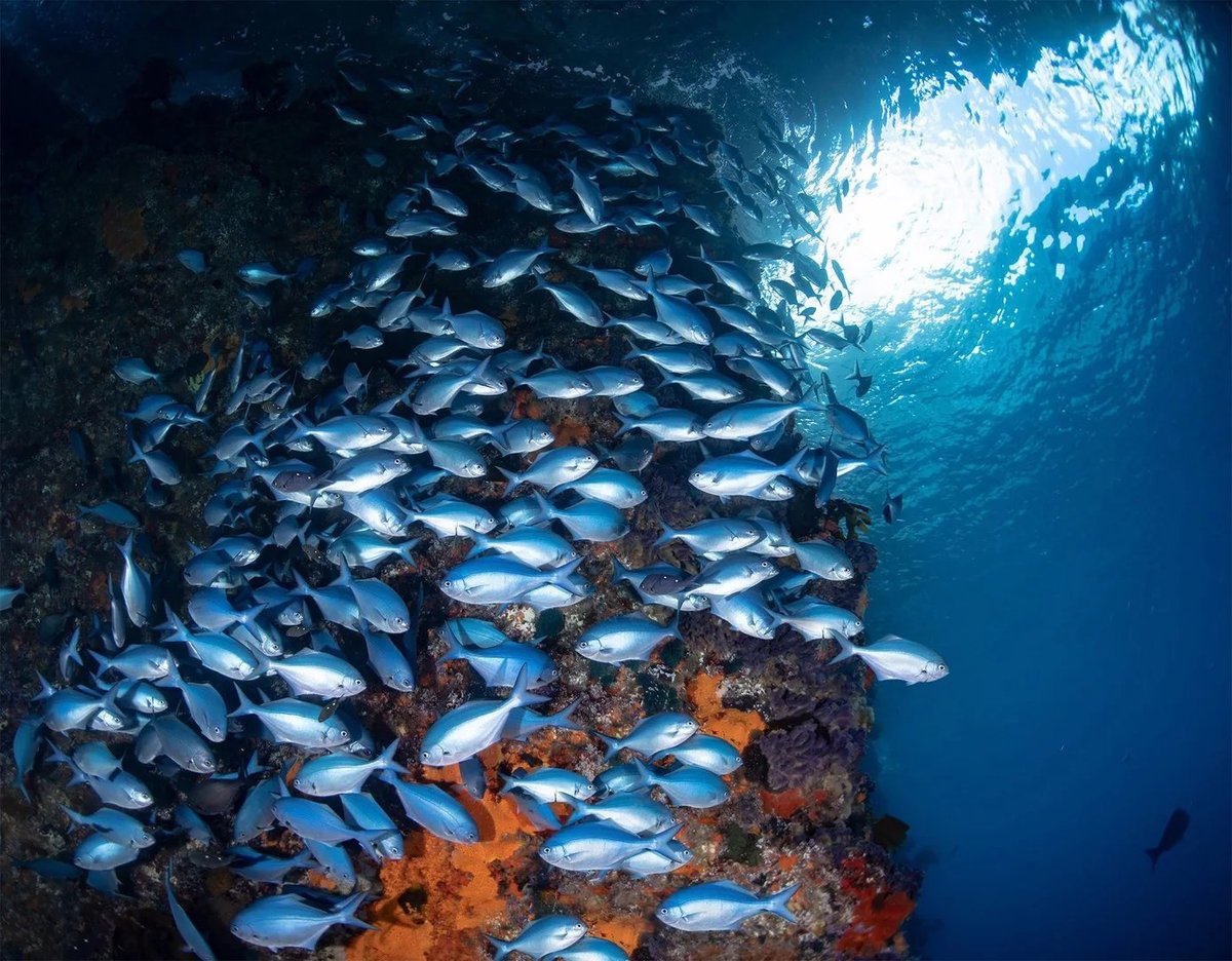 School of silver fish swarming around a coral reef with sunlight streaming through the water from above