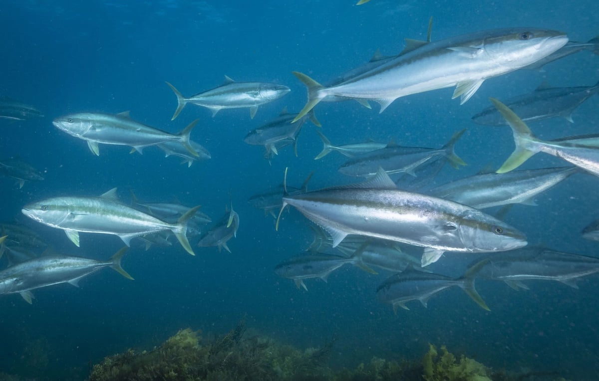 School of yellowfin tuna swimming together in clear blue ocean water above the seafloor
