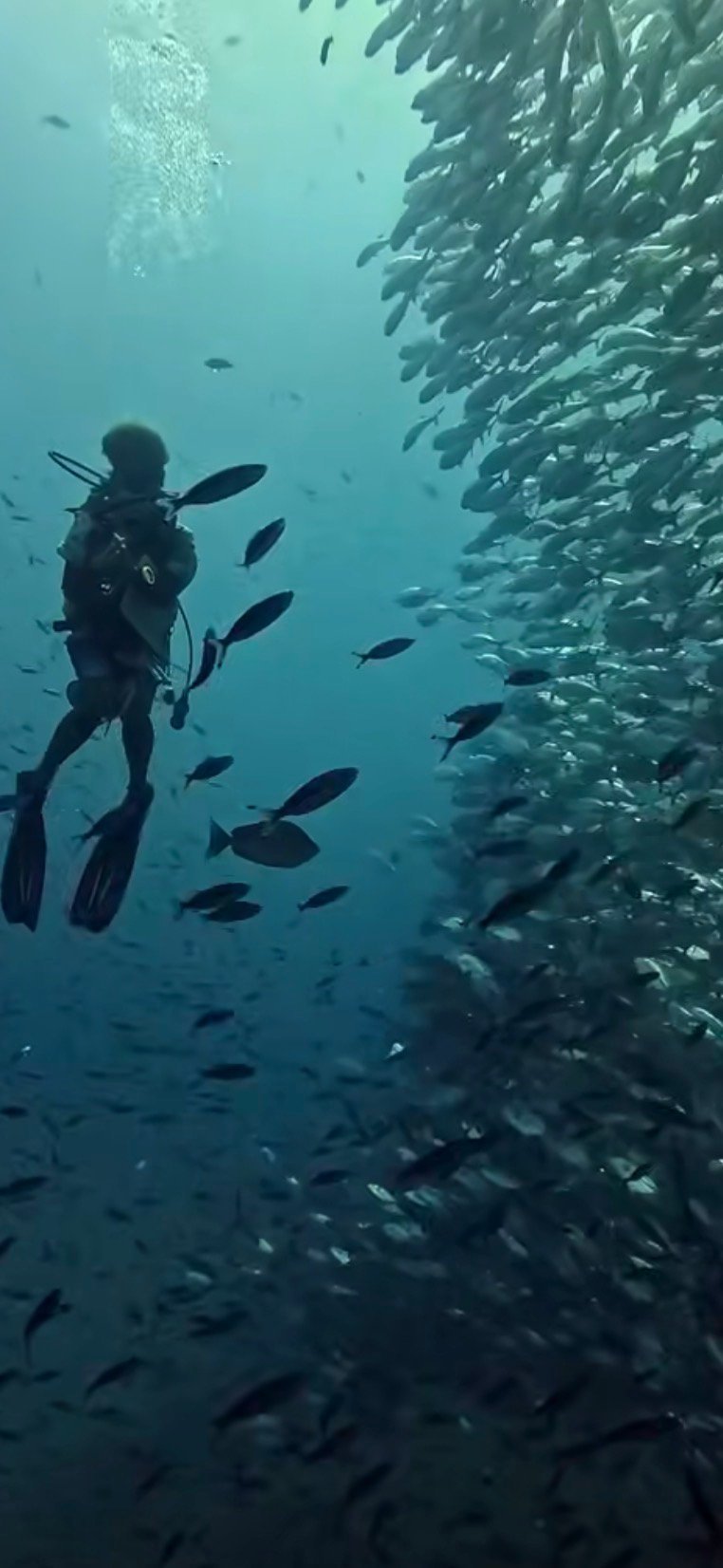 Scuba diver in wetsuit exploring underwater reef surrounded by schools of small fish in turquoise ocean water