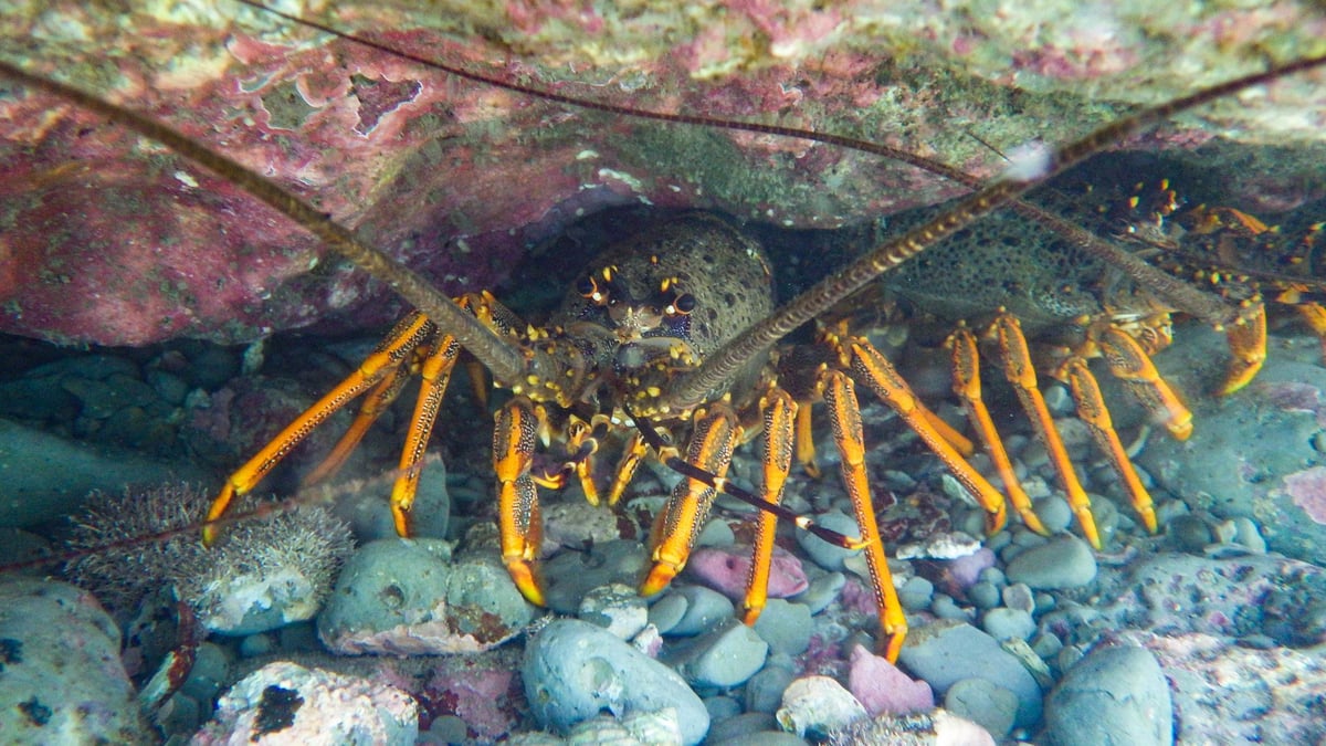 Spiny lobster with yellow antennae on colorful coral reef seafloor