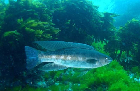 A silvery fish swimming among green seaweed in clear turquoise underwater waters