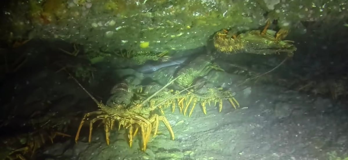 Underwater view of a spiny lobster on the seafloor surrounded by yellow sea urchins and seaweed