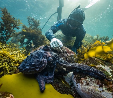Snorkeler underwater touching a sea turtle on a coral reef with yellow seaweed surrounding them