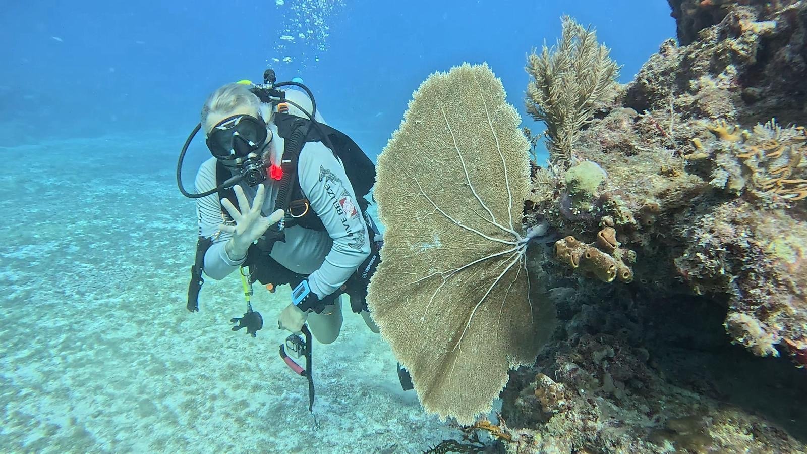 Scuba diver in wet suit examining a large fan coral on a rocky reef in clear blue ocean water