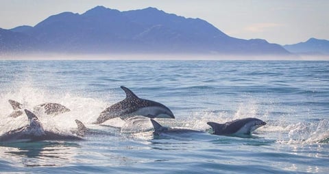 Three dolphins jumping through waves in shallow coastal water with misty mountains in the background