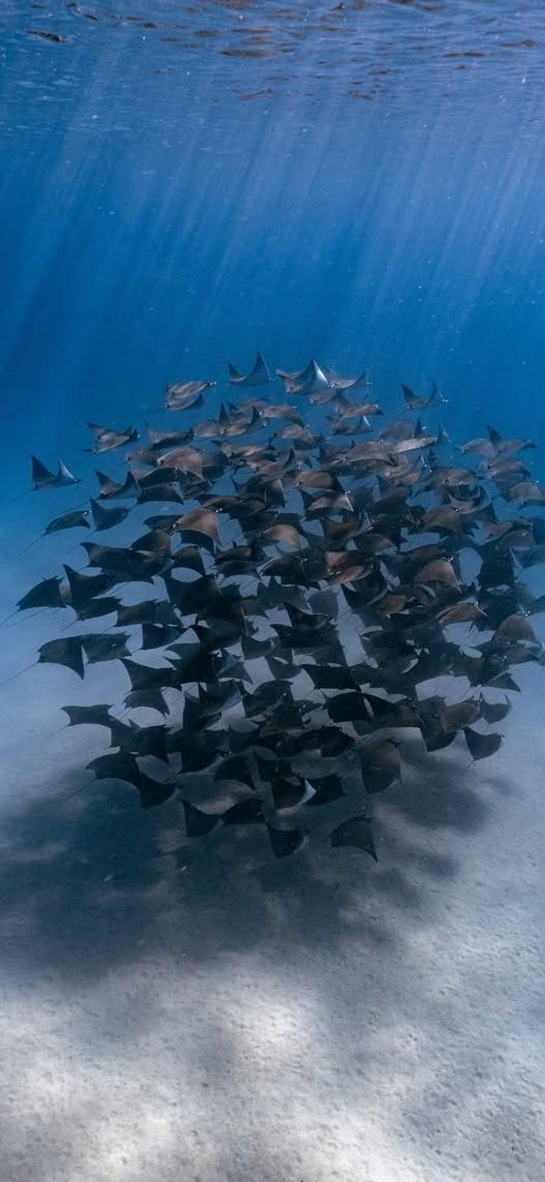 Large school of manta rays swimming in a dense group over sandy ocean floor in clear blue water