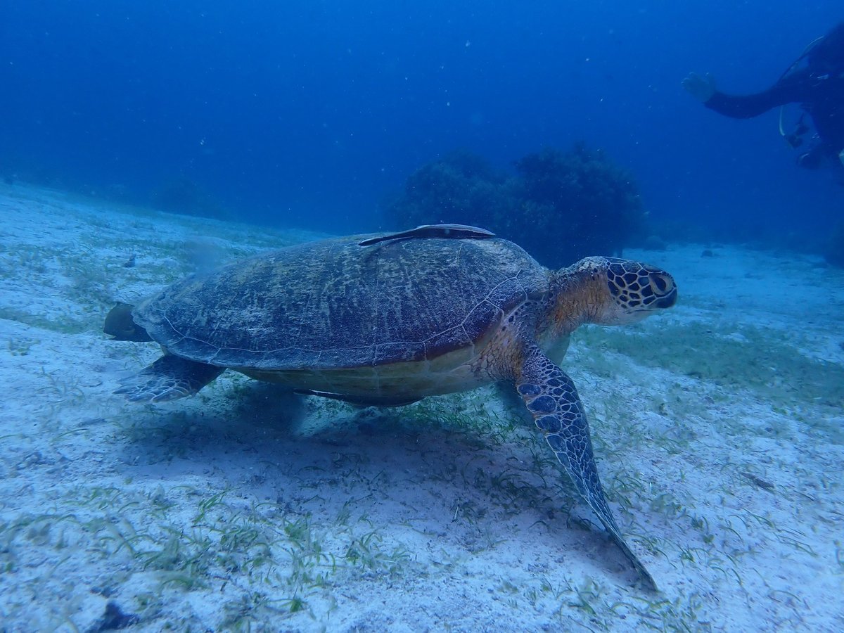 Sea turtle swimming on sandy ocean floor in deep blue water with a diver visible in the background